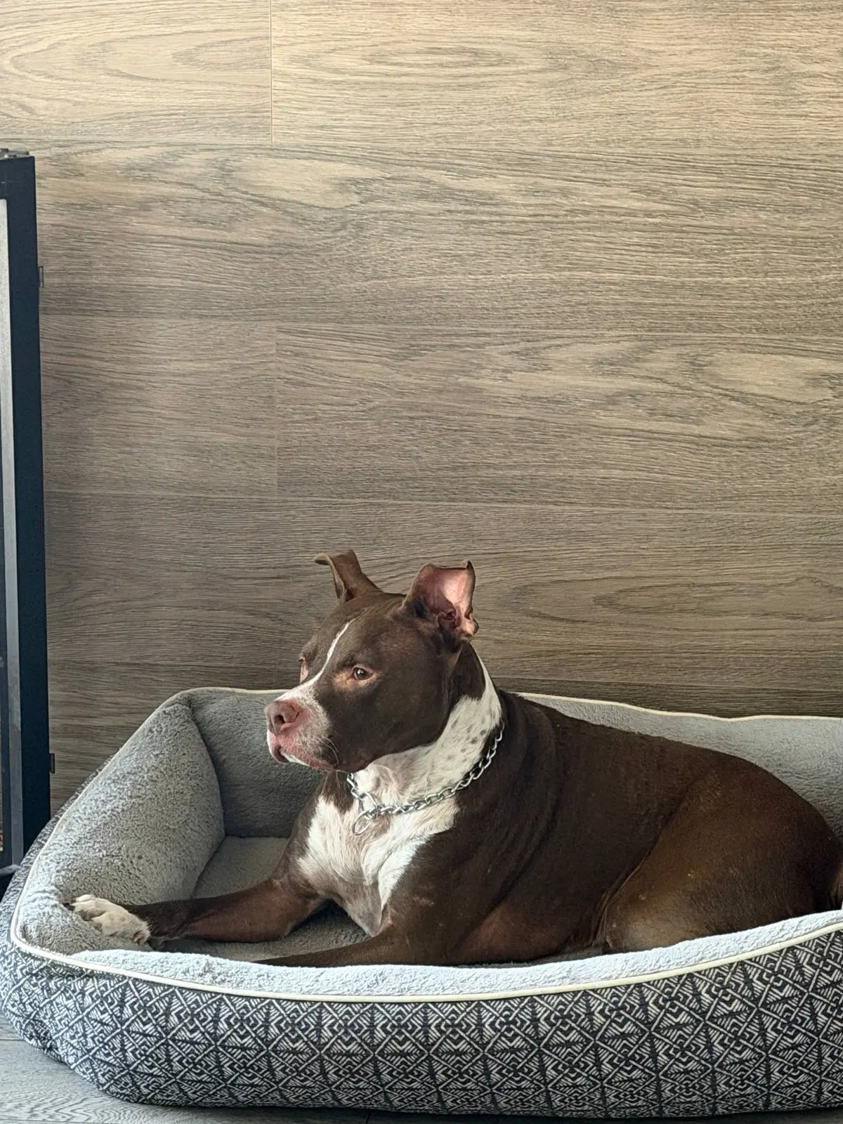Dog resting in a bed at PIPIRIK CLUB